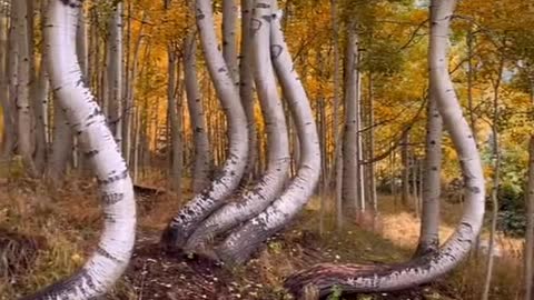 Looking for gold in Colorado
