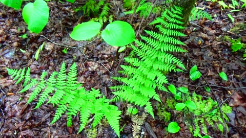 Ferns