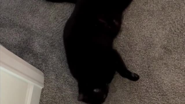 Adopting a Cat from a Shelter Vlog -Precious Piper Doing Her Morning Stretches #shorts