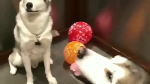 The Dog's birthday party