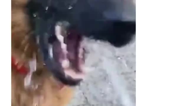 GERMAN SHEPHERD ... LAUGH with MEAT Dog #4