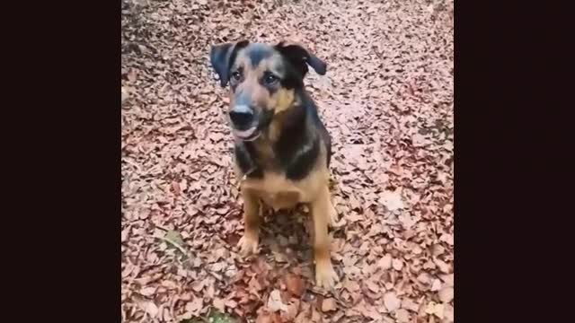 German shepard bites at leaves in slowmotion