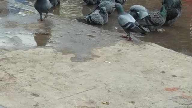 Pigeons relaxing bath 😂 funny moments