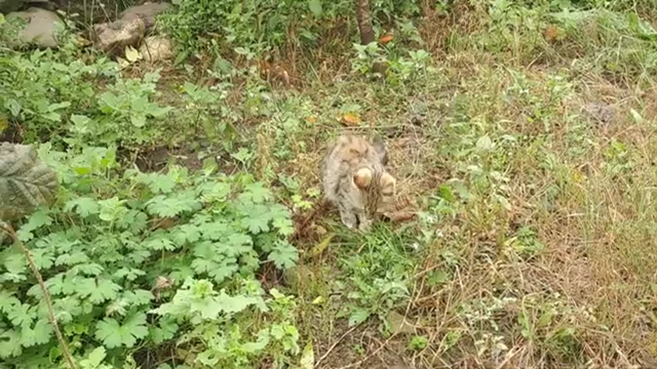 Cute kitten walking in the yard in rainy weather