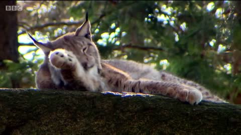 Rewilding the UK with Lynx