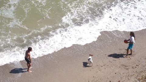 Dog Play with human in the beach.