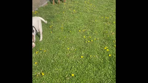 American bulldogs and Masiff playing outside