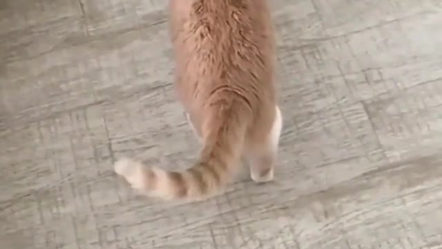 cat begging for cat food