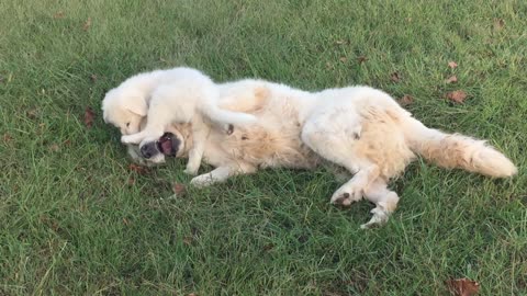 More puppy cuteness: Marilyn & Glynda