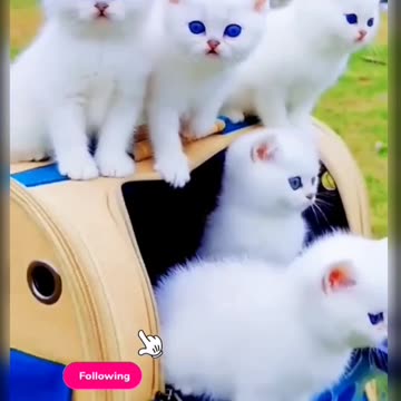 Kittycat video and fanny cat videos