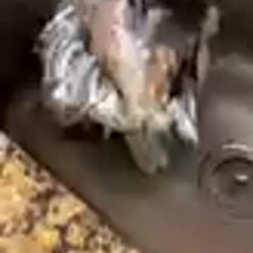 AWW Animals SOO Cute! Cute baby animals Videos Compilation Funniest and Cutest moment