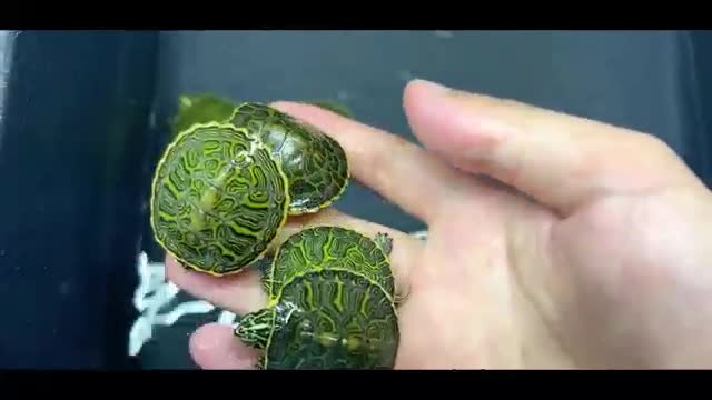 turtle bathing