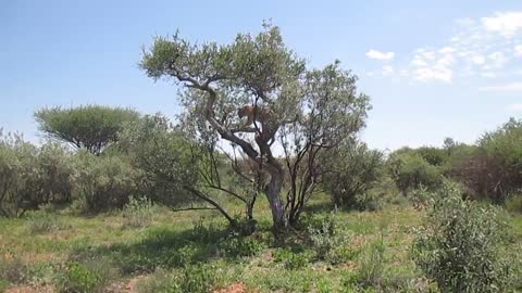 Rescued cheetah is a climber