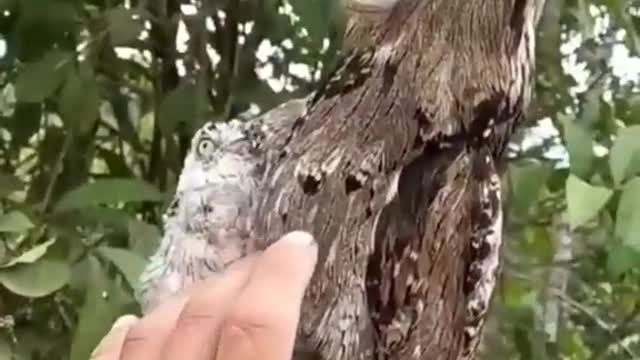 Amazing video animals look like a tree😱😱😱😱😱