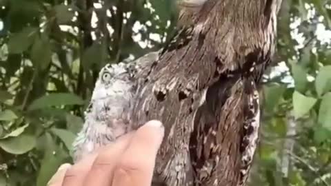 Amazing video animals look like a tree😱😱😱😱😱