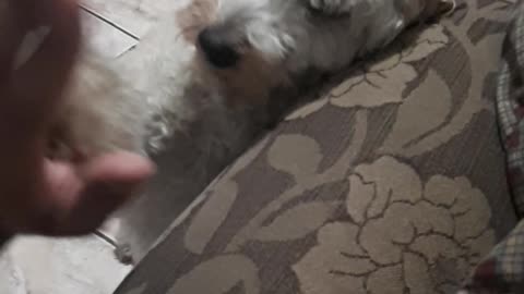 CUTE DOG 🐶🐶