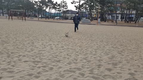 Welsh corgi running happily at the sea