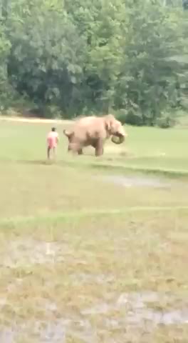 Wild Elephant v/s Man... 🤣🤣🤣😀😃😃😃😃