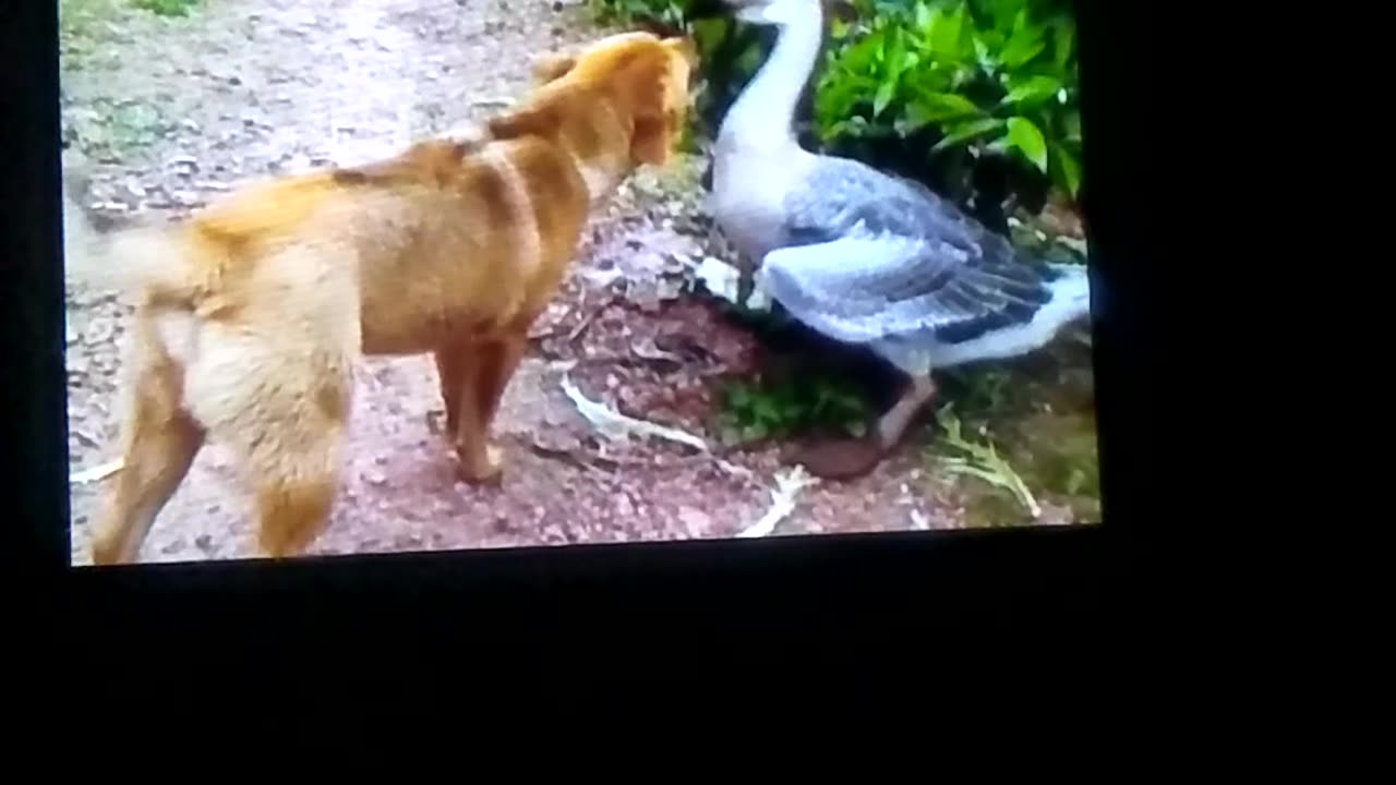 Dog and birds friendship beautiful