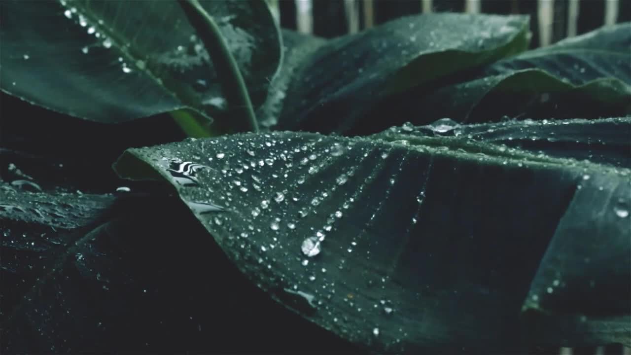 Gentle Rain Sounds