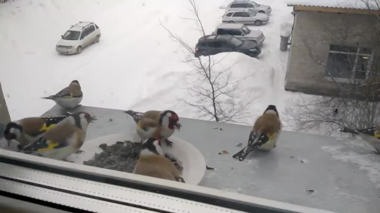 Such beautiful birds! Goldfinches, tits and bullfinches!