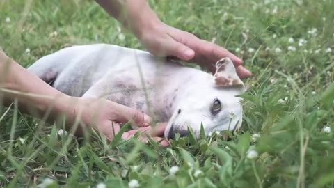 Man Petting The Dog's Head With Love