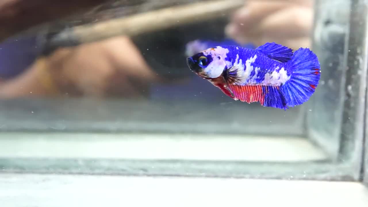 Betta fish Contes