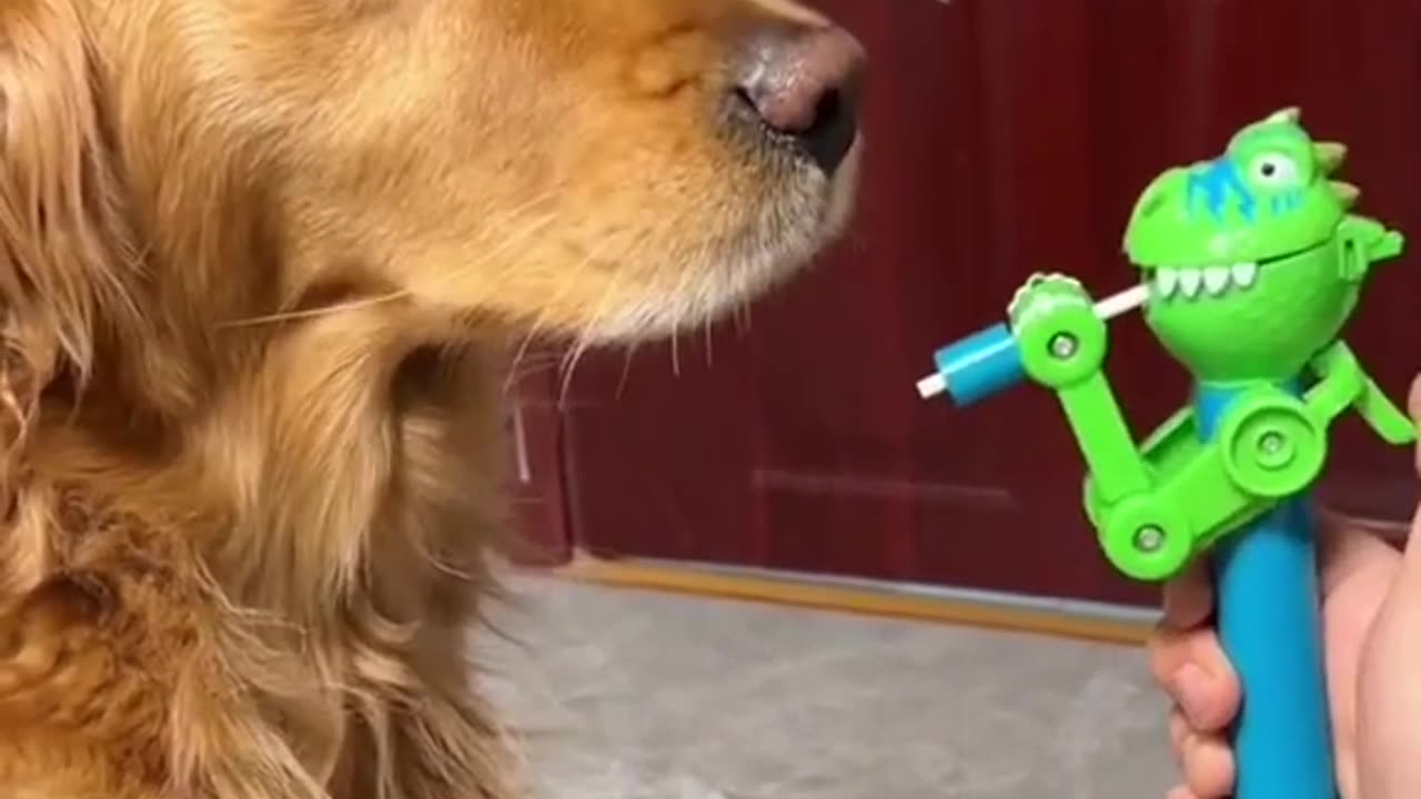 Funny dog video