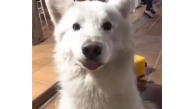 Dog Dance video