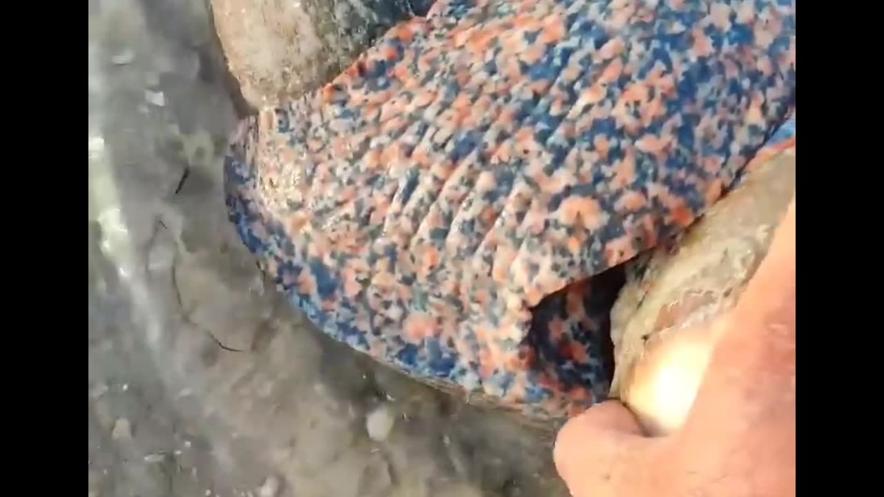 Strange sea creatures😱