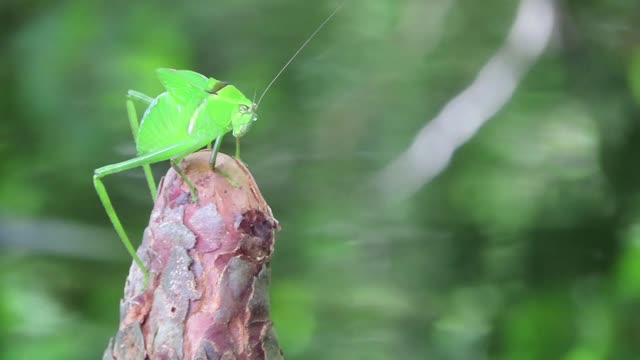 Giant Katydid aka Fish Bait on a cypress knee. Venus Ranch in Venus Florida.