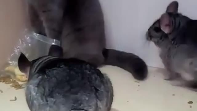 Chinchilla Fight with Cats