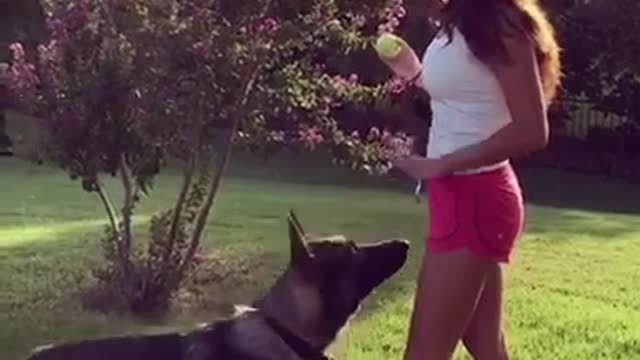 German shepherd does tricks for red shorts woman tennis ball