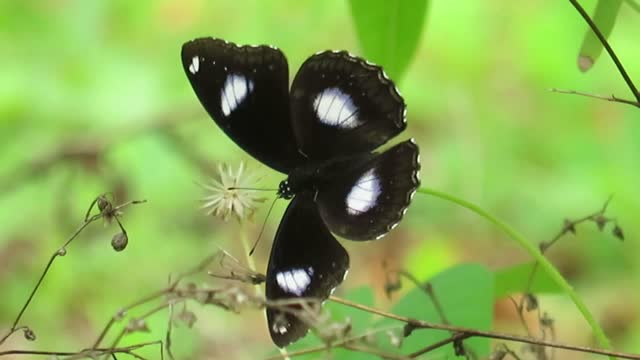 blue moon butterfly and natural sound