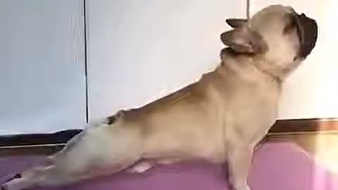 Dog doing a lot of yoga