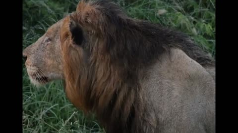 Watch this Male Lion Hunt