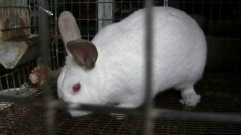 White Rabbit in Cage