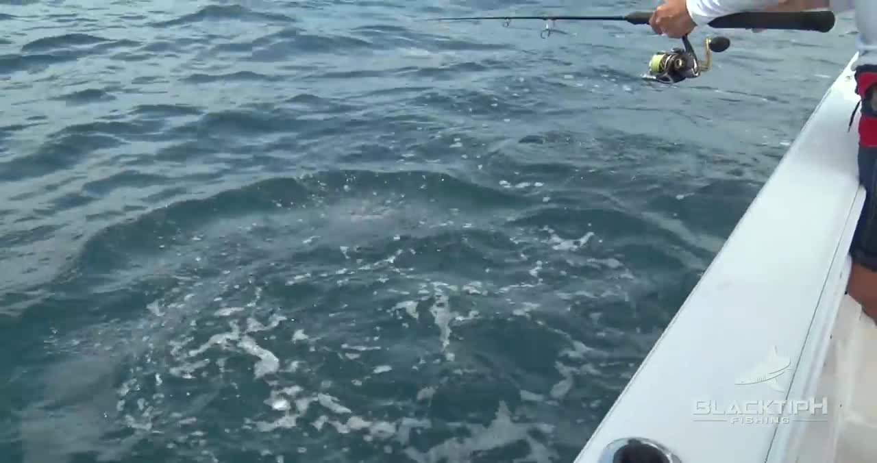 MOST INSANE SHARK CLIPS