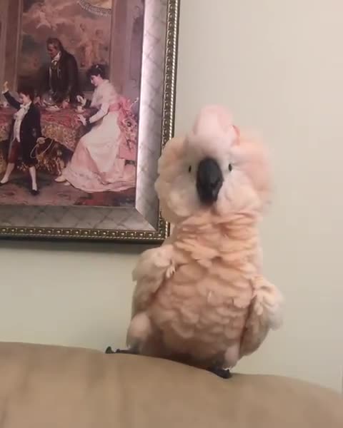 Crazy cockatoo shows off very interesting dance moves