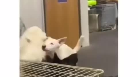 WOW..❤️😻 SOO FUNNY HAPPY DOG ! #shorts #dogs #cats