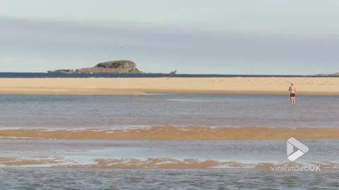 Kangaroo swimming by the beach