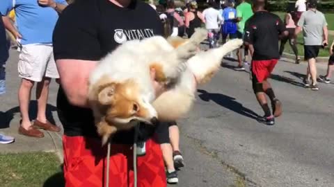 Race Day Pets for Tired Out Pooch