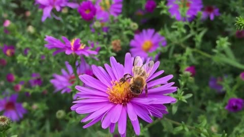 Bee Pollinating Nice shot
