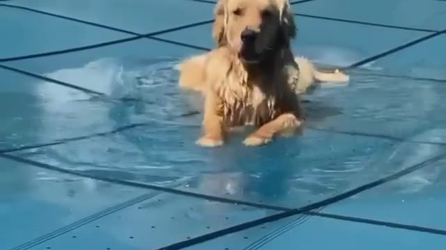 Open Up The Pool Mom! I'm Ready For Swimming.!