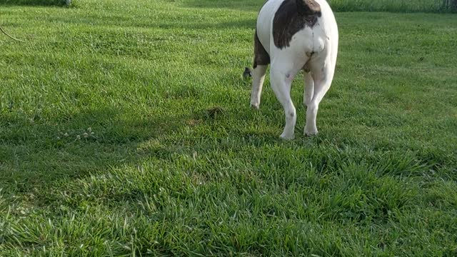 Vicious American Bulldog and Baby Bird