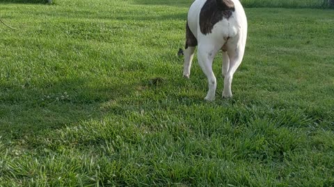 Vicious American Bulldog and Baby Bird