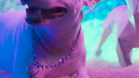 video-of-dog-under-neon-lights