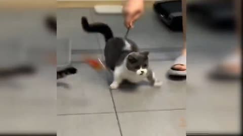 Cute cat reactions to toys [funny videos]