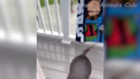 TikTok best of the 2022 funny animal videos 😆🤣😆🤣😆