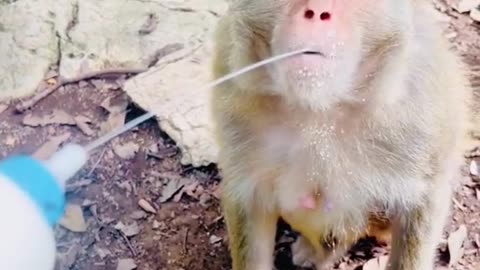 Funny Monkey 🐒